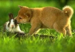 NIBBLE