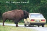 LICENCE