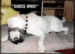 funny-picture-33