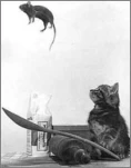 funny-picture-5039