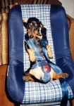doggyseat