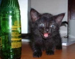 funny-picture-1715