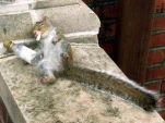 funny-picture-409