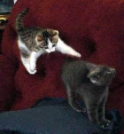 funny-picture-1344