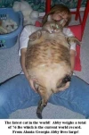 FATCAT