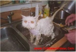 funny-picture-2045