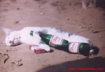 funny-picture-2677