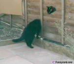 longneckcatgv3