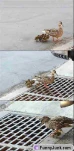 funny-picture-4104