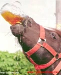 funny-picture-3951