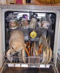 funny-picture-183