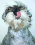 funny-picture-23