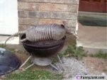 funny-picture-1398