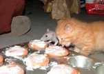 funny-picture-3819