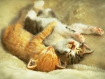 kittenhug