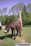 funny-picture-390