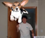 funny-picture-1496