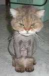 funny-picture-5006