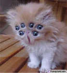 funny-picture-19