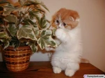 anothercutekittymo2