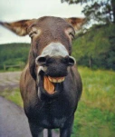 funny-picture-4115