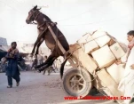 funny-picture-2897