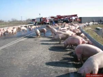 funny-picture-1239