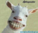 funny-picture-1271