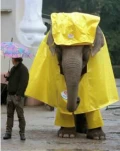 funny-picture-4397