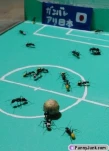 antsoccergs4