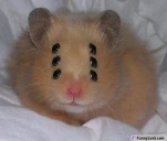 funny-picture-3990