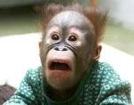 funny-picture-1172