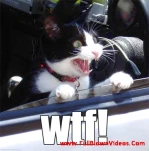 funny-picture-65