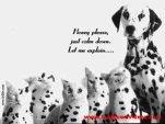 funny-picture-341