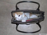 funny-picture-1102