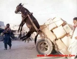 funny-picture-4548