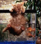 cateatfish
