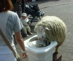 funny-picture-2290