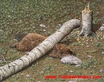 funny-picture-3984
