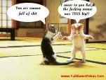 funny-picture-5001