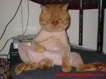funny-picture-4310