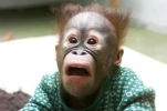funny-picture-594