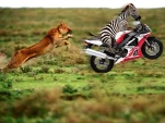 funny-picture-4351