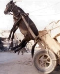 funny-picture-1529