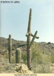 CACTI