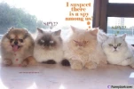 funny-picture-158