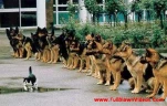 funny-picture-4345