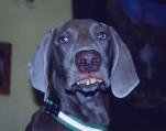 funny-picture-3004