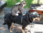 funny-picture-5238