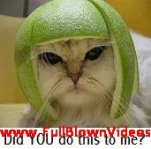 funny-picture-4389